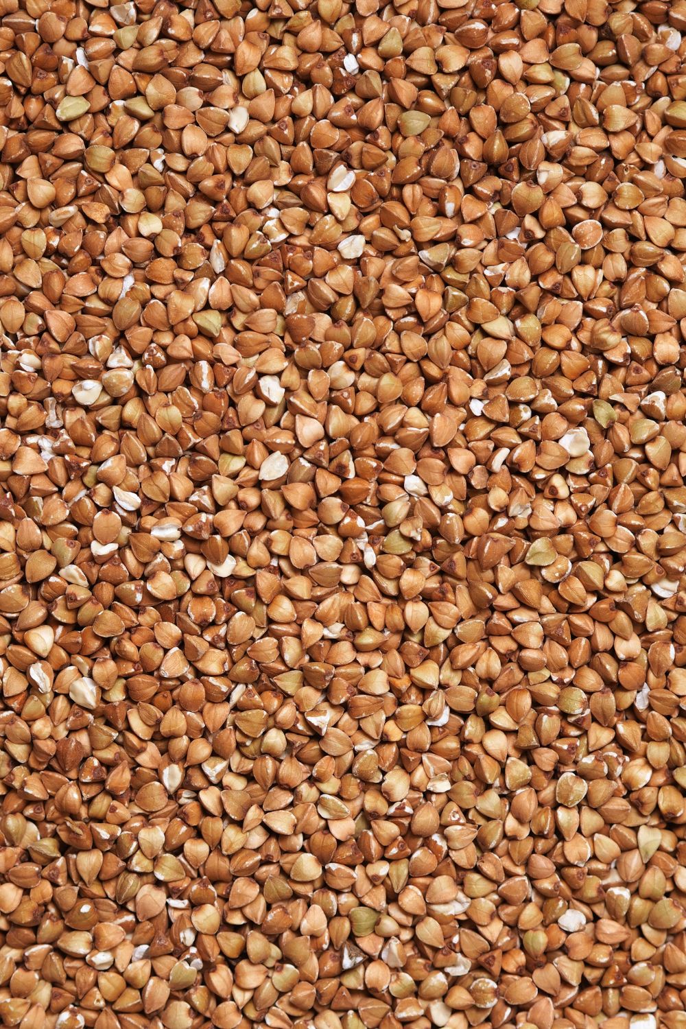 Harvested buckwheat grain