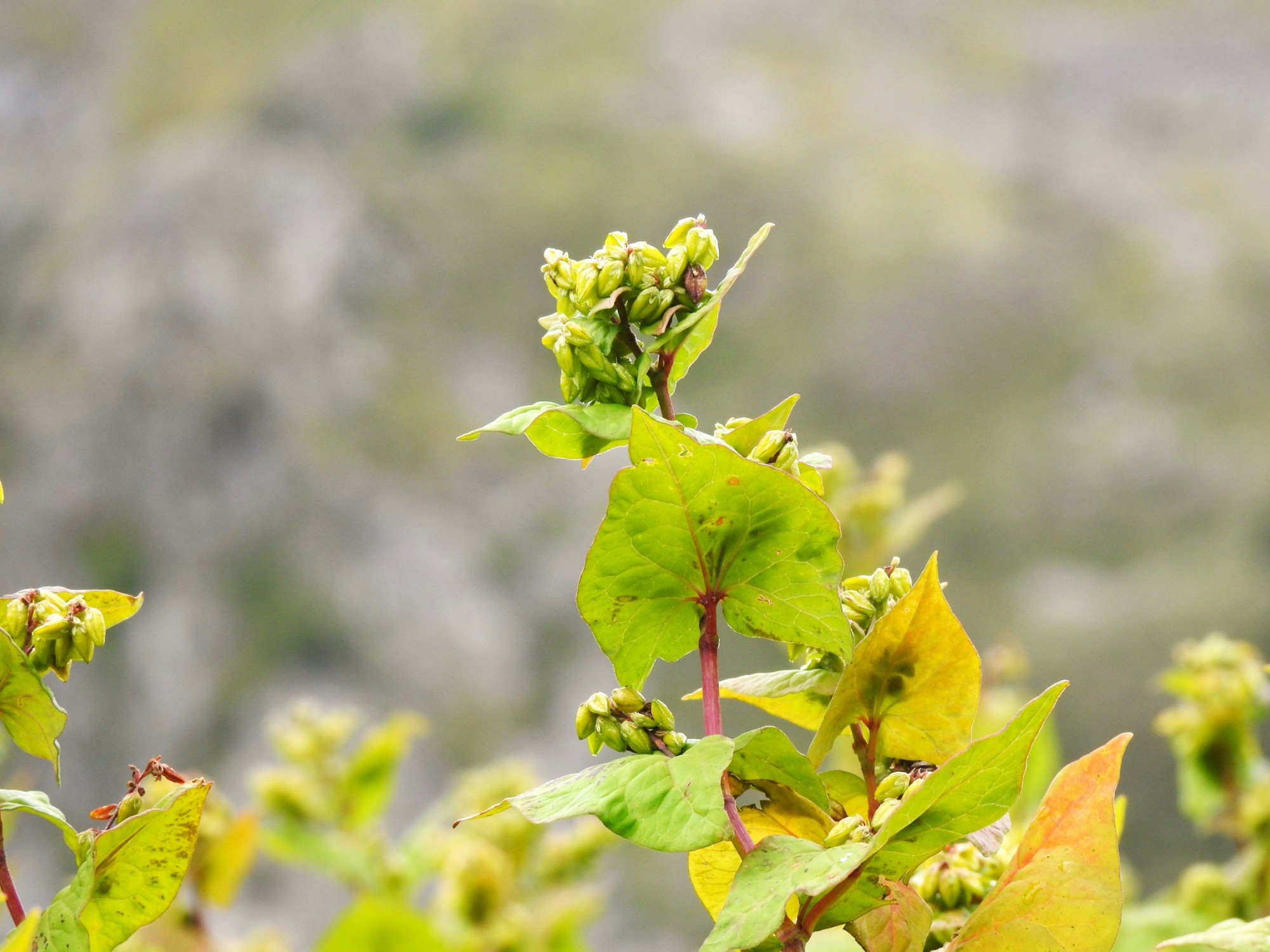 Buckwheat plant with green seed clusters forming